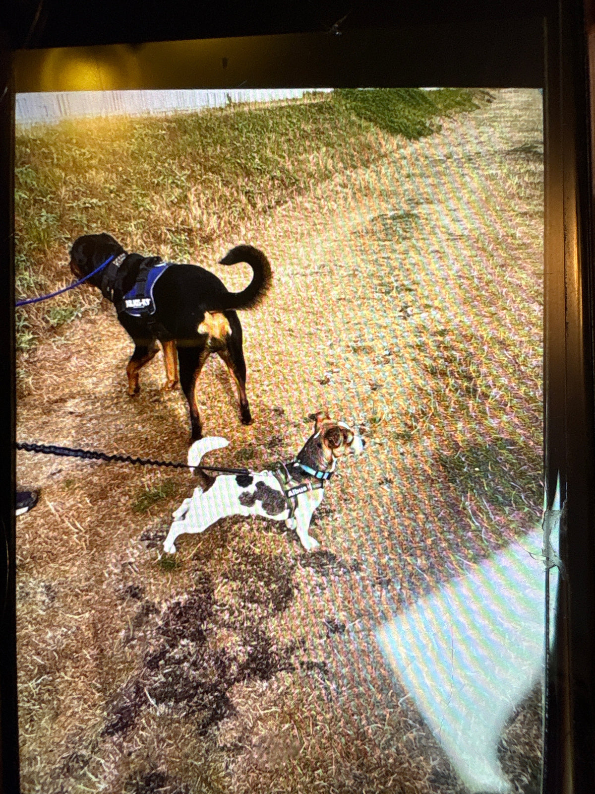Reggie's September Report: Ear Drops, Stolen Food & Sensible Walks