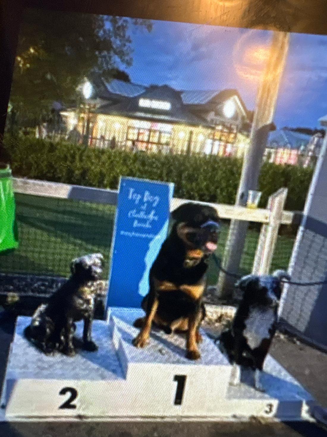 Reggie the Rottweiler sitting proudly in 1st place on a dog show podium at the holiday resort