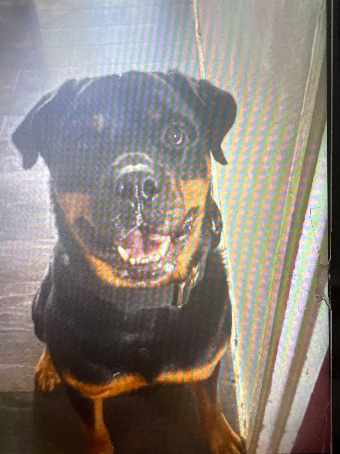 Reggie the Rottweiler sitting tall and looking directly at the camera — Chief Inspiration Officer, Reggie & Co
