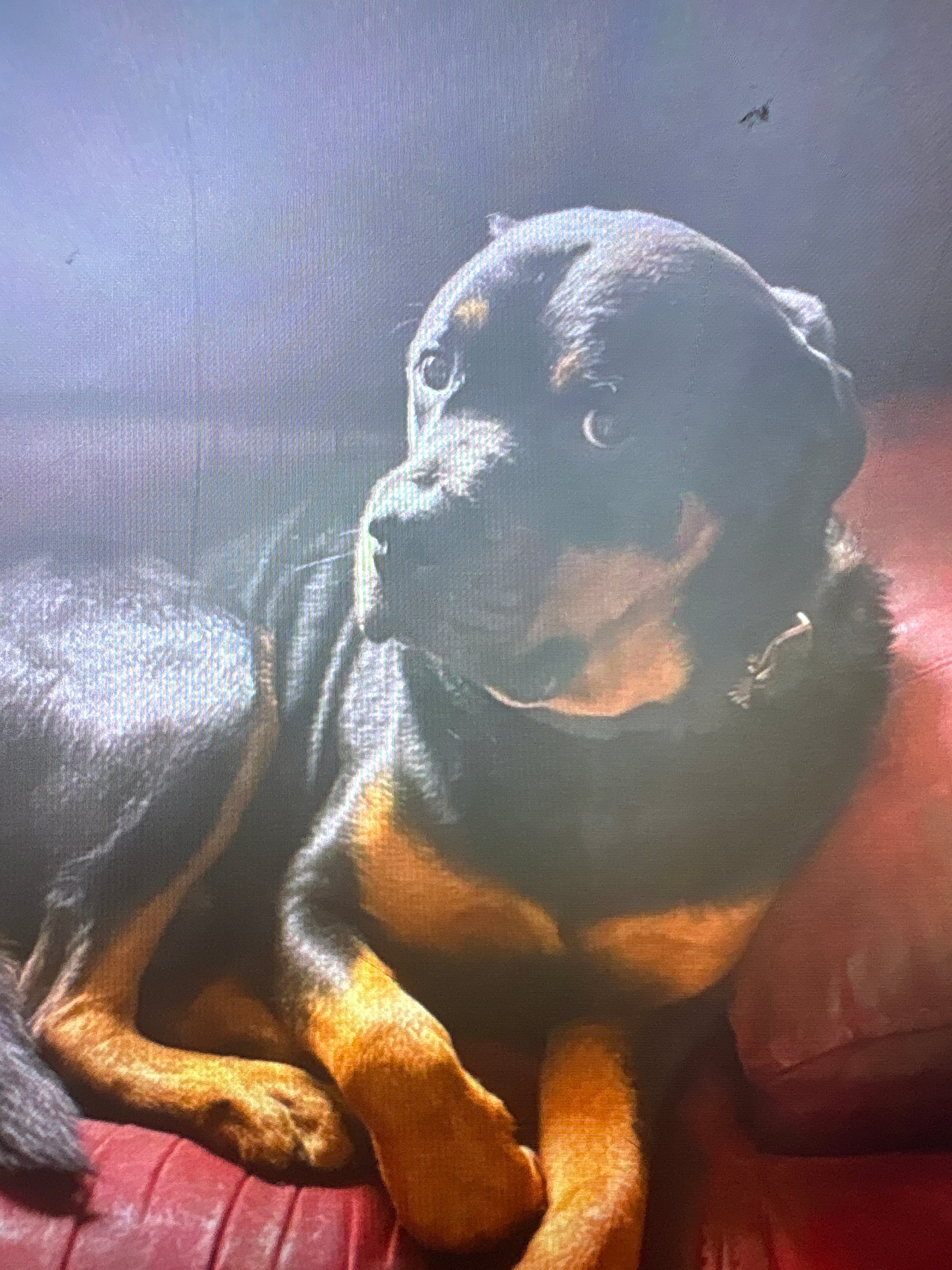 Reggie the rottweiler sitting in a chair