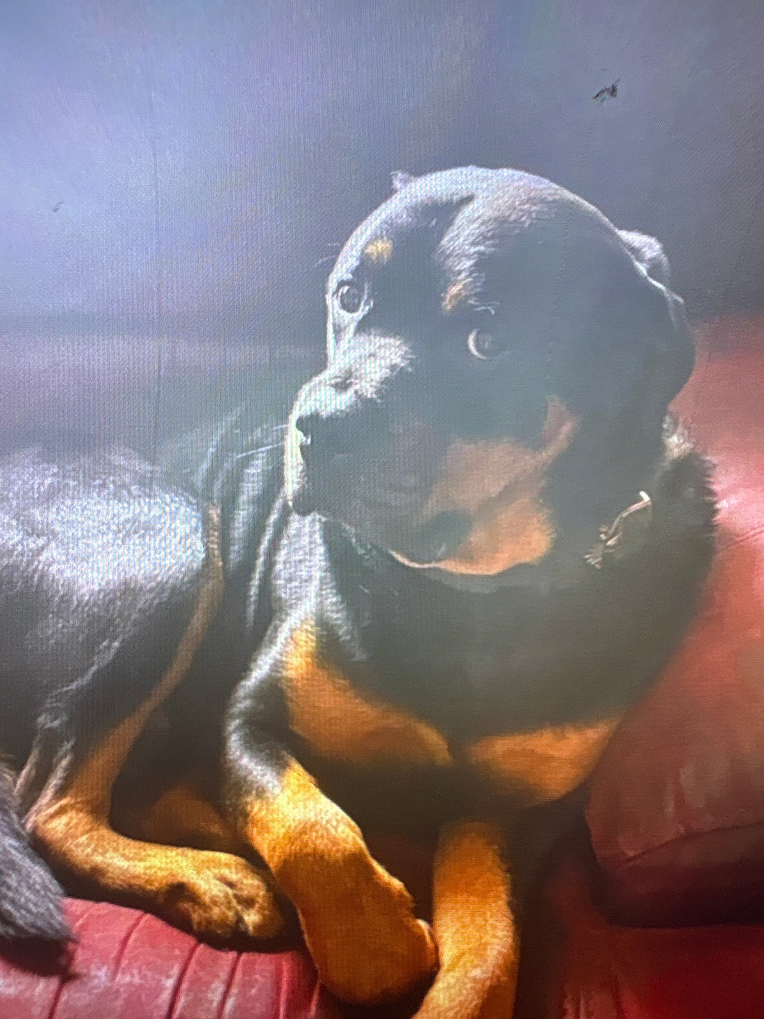 Reggie the rottweiler sitting in a chair