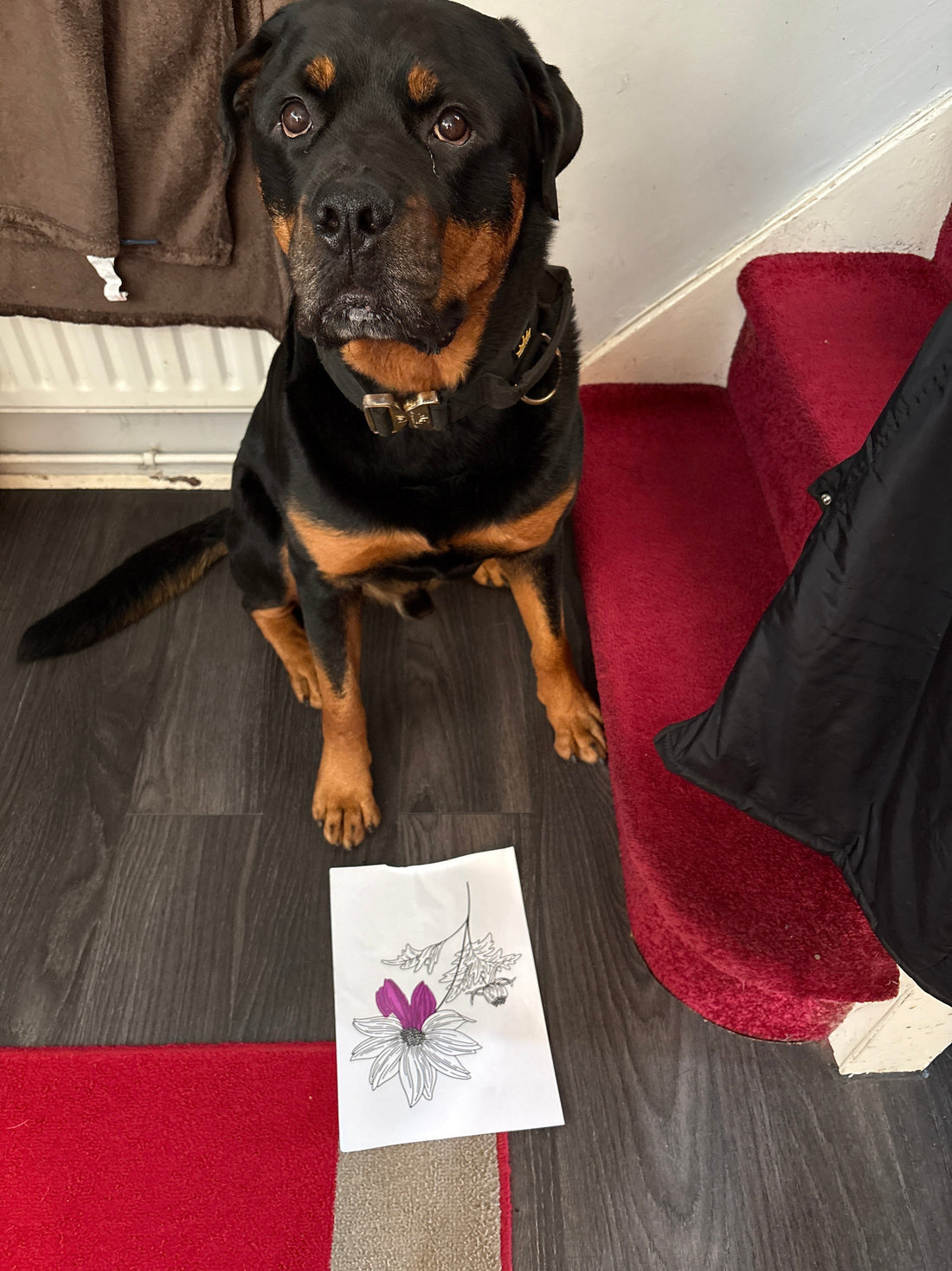Reggie the dog, brand mascot of Reggie & Co. printables, sitting with a colouring page