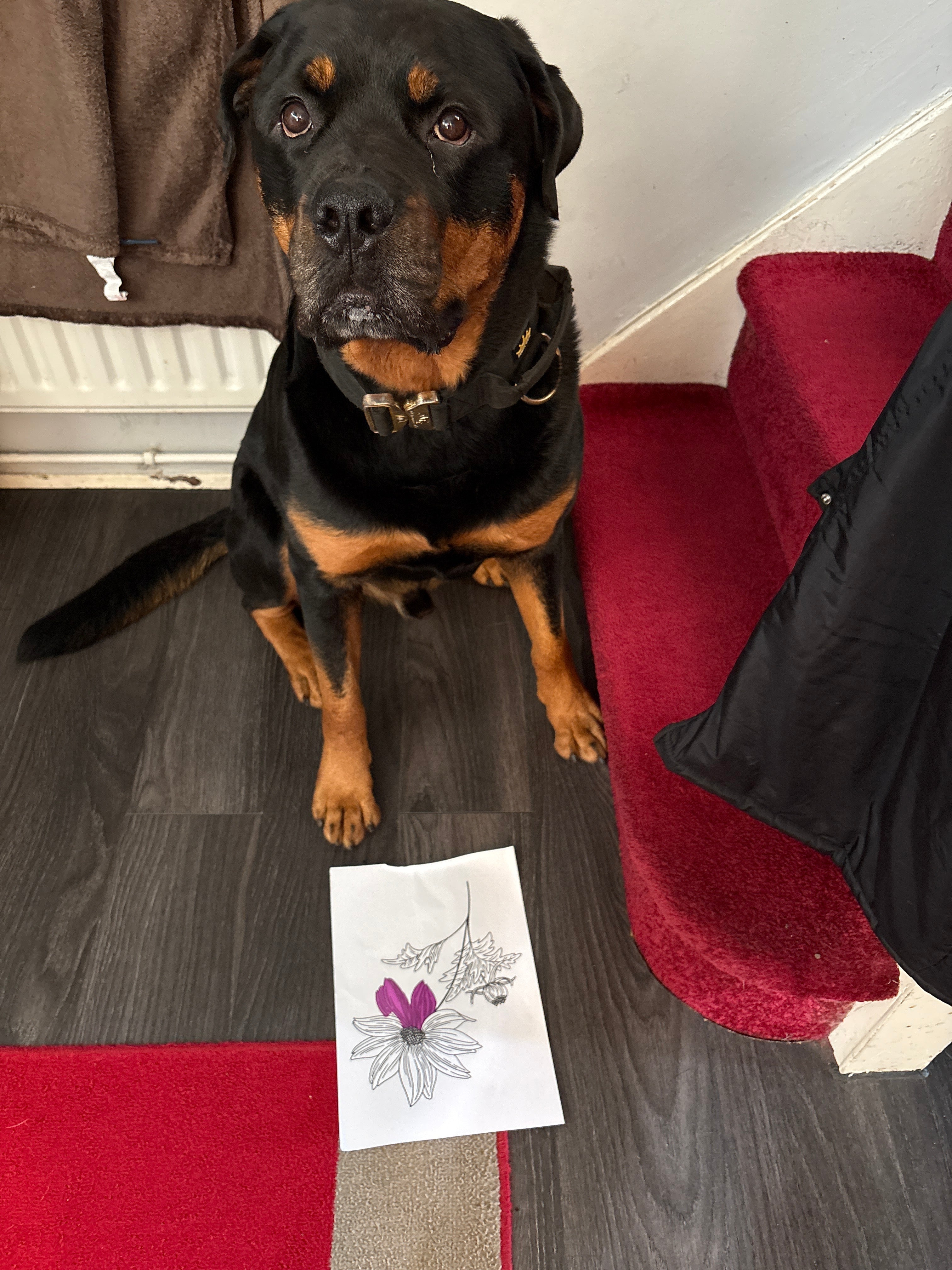 Reggie the dog, brand mascot of Reggie & Co. printables, sitting with a colouring page