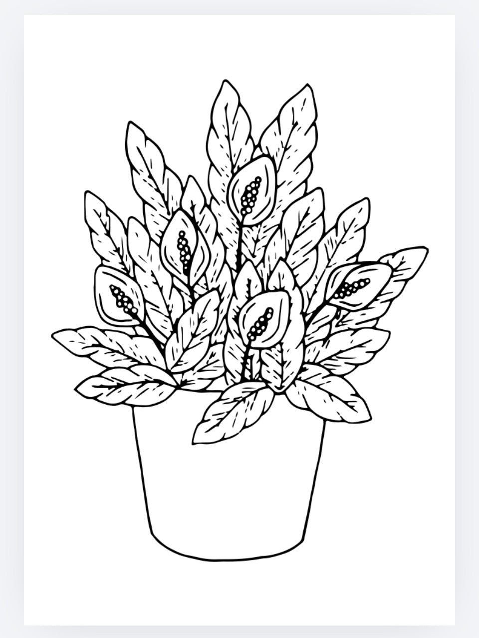 Adult colouring pages flowers and nature – printable PDF instant download
