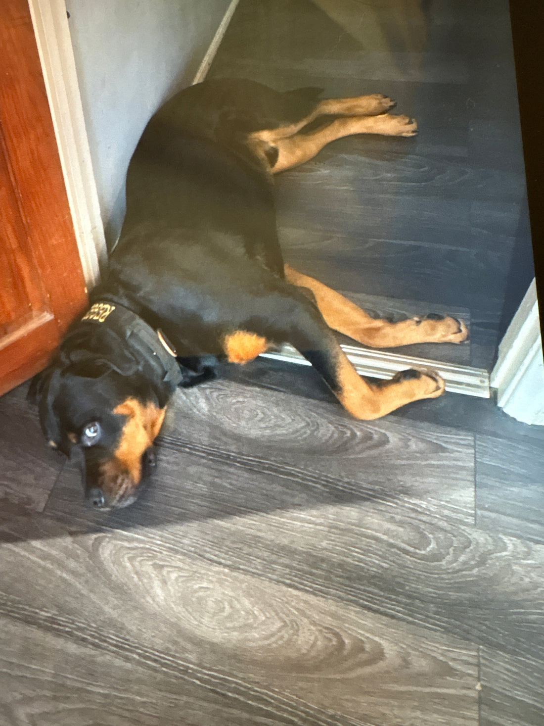 Reggie the Rottweiler collapsed on the floor in his harness — too hot to function